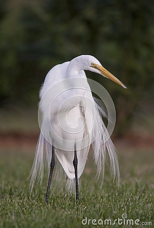 Great White Egret Stock Photo