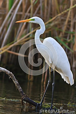 Great white egret Stock Photo