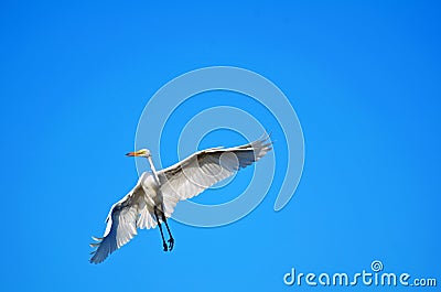 Great White Egret Turning in Flight Stock Photo