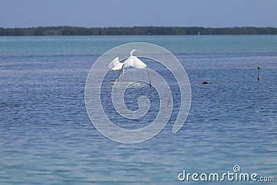 Great White Egret bird Stock Photo