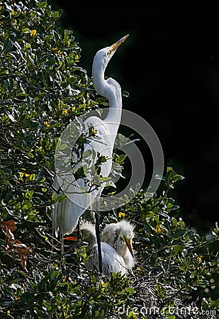 Great White Egret with Chicks Stock Photo