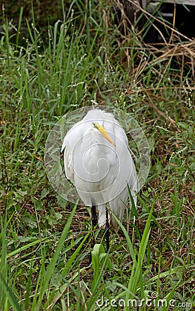 A Great White Egret at Crokscrew swamp Florida Stock Photo