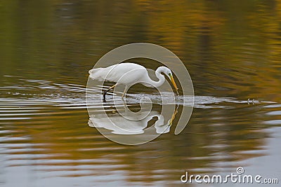 Great white egret egretta alba during hunt, reflected from wat Stock Photo