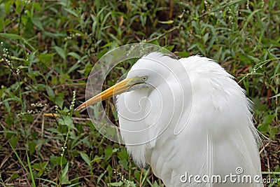 A Great White Egret at Crokscrew swamp Florida Stock Photo