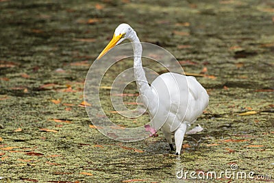 Great White Egret Hunting in a Florida Swamp Stock Photo