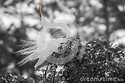 Great White Egret Stock Photo