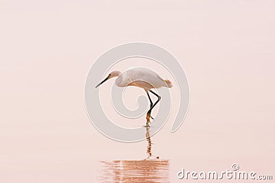 Reat White Egret with reflection on the clean sand tropical beach Stock Photo
