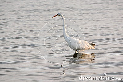 Great White Egret Wades in Bay at Sunrise Stock Photo