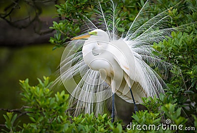 Great White Egret Wildlife Nesting at Florida Nature Bird Rookery Stock Photo