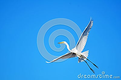 Great White Egret with WingsOutstretched in Flight Stock Photo