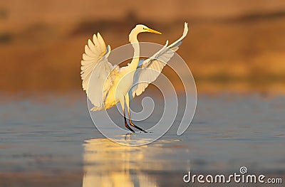 Great white heron photograped in amazing soft morning light. Stock Photo