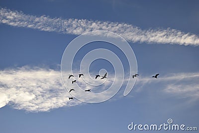 Great white herons in blue skies Stock Photo