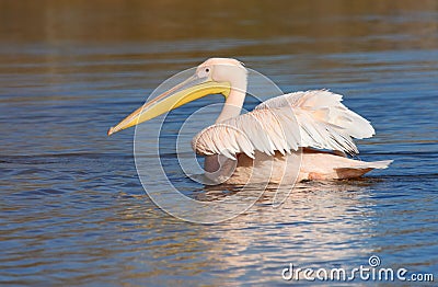 Great white pelican Stock Photo