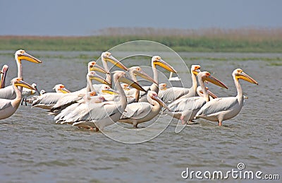 Great white pelican Stock Photo