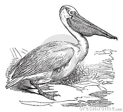 Great White Pelican or Eastern White Pelican or Pelecanus onocrotalus, vintage engraving Vector Illustration