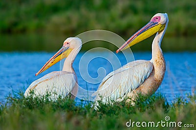 Great White Pelican Males Stock Photo