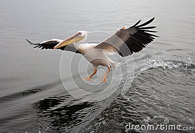 Great White Pelican - Namibia Stock Photo