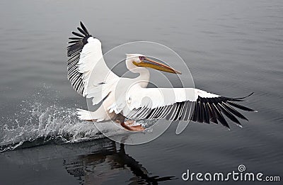 Great White Pelican - Namibia Stock Photo