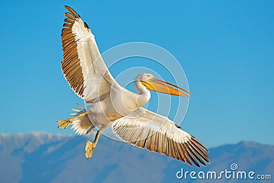 Great white pelican, Pelecanus crispus, in Lake Kerkini, Greece. Palican with open wing, hunting animal. Wildlife scene from Europ Stock Photo