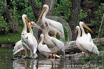 The great white pelican Stock Photo