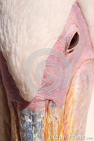 Close-up of an eye of the rosy pelican