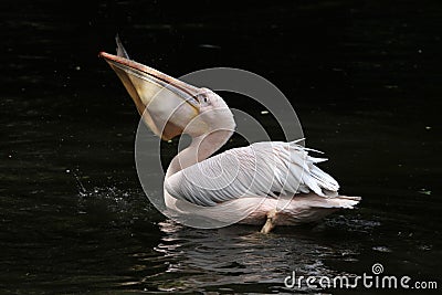 Great white pelican (Pelecanus onocrotalus) Stock Photo