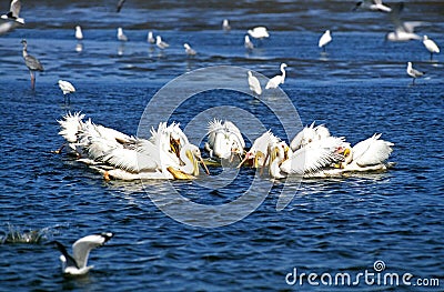 Great White Pelican, pelecanus onocrotalus, Group fishing in Tight Circle, Namibia Stock Photo