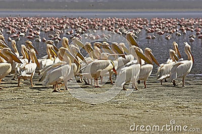 Great White Pelican, pelecanus onocrotalus, and Lesser Flamingoes, phoenicopterus minor, Colony at Nakuru Lake in Kenya Stock Photo