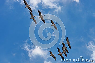 Birds in flight. Great white pelicans - Danube Delta, landmark attraction in Romania Stock Photo