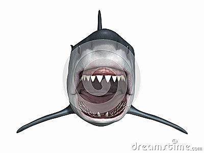 Great White Shark Stock Photo