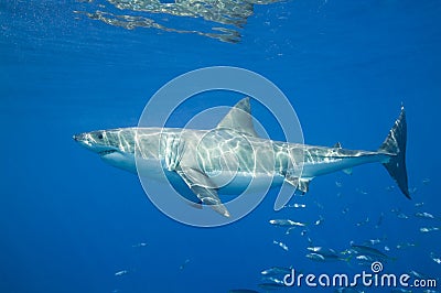 Great White Shark Stock Photo