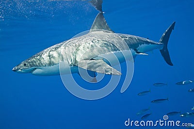 Great White Shark Stock Photo