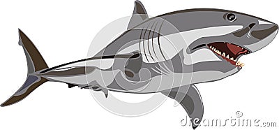 Great white shark Vector Illustration