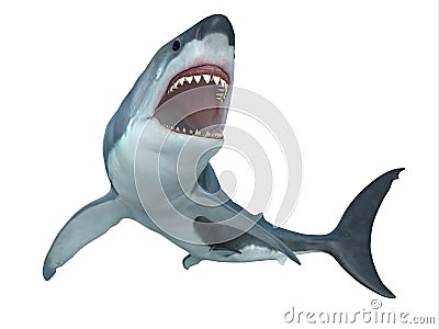 Great White Shark From Below Stock Photo