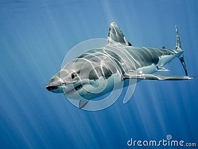 Great white shark Stock Photo