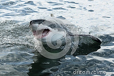 Great white shark Stock Photo