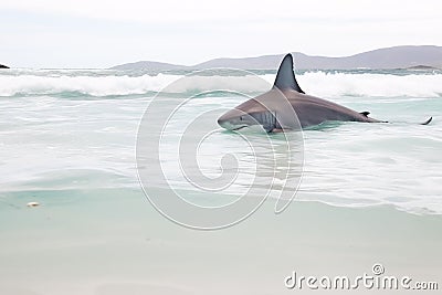 Great White Shark (Carcharodon carcharias) at the beach. Generative AI Stock Photo
