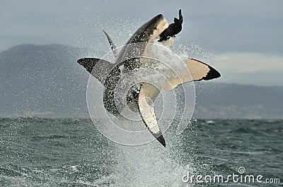 Great White Shark (Carcharodon carcharias) breaching in an attack. Stock Photo