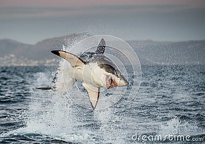 Great White Shark Carcharodon carcharias breaching Stock Photo