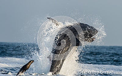 Great White Shark (Carcharodon carcharias) breaching in an attack on seal. Hunting of a Great White Shark (Carcharodon carcharias) Stock Photo