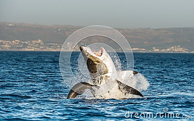 Great White Shark ( Carcharodon carcharias ) breaching in an attack Stock Photo