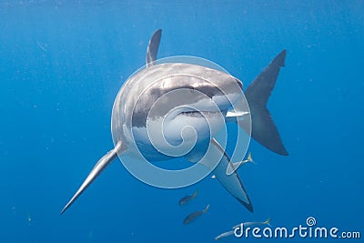 Great White Shark at Guadalupe Island Stock Photo