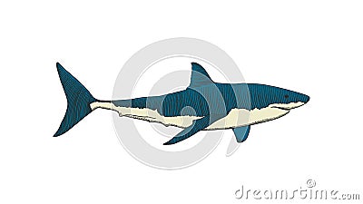 Great white shark hand drawing colorful vintage engraving illustration Vector Illustration