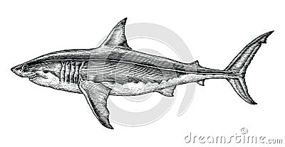 Great white shark hand drawing vintage engraving illustration Vector Illustration