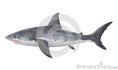 Great White Shark Isolated Stock Photo