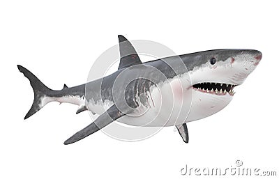 Great White Shark Isolated Stock Photo