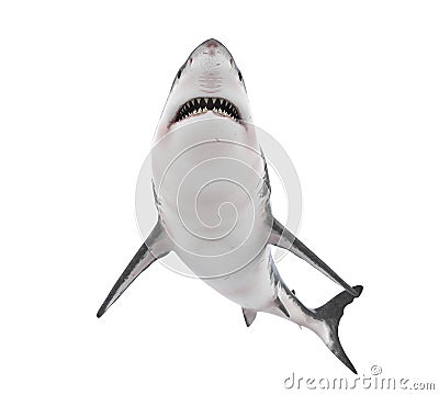 Great White Shark Isolated Stock Photo