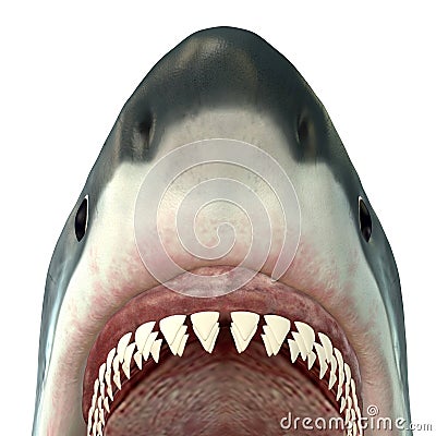 Great White Shark Jaws Stock Photo