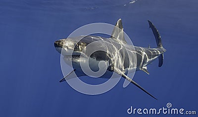 Great White Shark Mexico Stock Photo