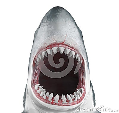 Great White Shark Open Mouth Isolated Stock Photo